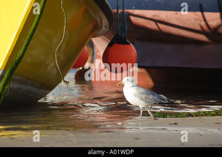 Möwe waten um Angelboote/Fischerboote Stockfoto