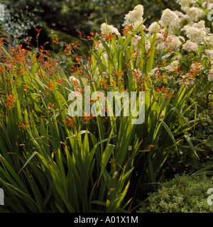 Orange Montbretia kontrastiert mit massierten weißen Blüten von einer hydranngea Stockfoto