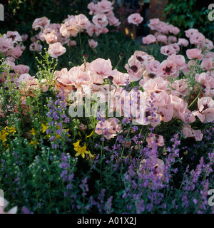 Blass rosa Orientalischer Mohn mit Katzenminze Stockfoto