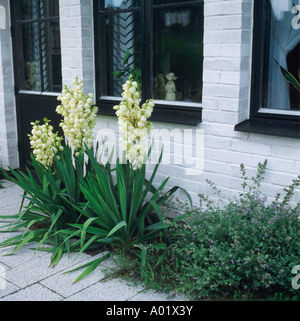 Schmalen Rahmen der Yucca unter Windows in einer weißen bemalten Mauer Stockfoto