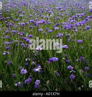 Wiese mit blauen Kornblumen im Hochsommer Herrlichkeit voll Stockfoto