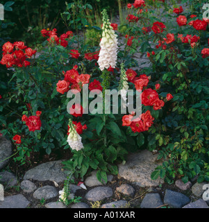 Weißen Fingerhut wächst mit orange roten Rosen durch einen stoney Weg Stockfoto