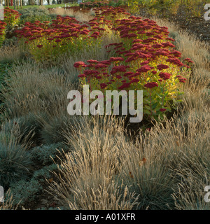 Nahaufnahme der Grenze mit Pflanzung im Herbst mit Sedum und Gräsern Prärie-Stil Stockfoto