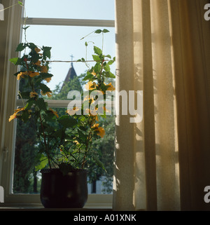 Nahaufnahme des gelben Thunbergia auf Fensterbank mit cremefarbenen Vorhängen Stockfoto