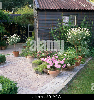 Rosa Petunien und weißen Argyranthemum in Gruppe von Töpfen auf Pflasterung vor Gartenhaus mit Blechdach Stockfoto