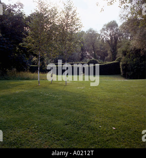 Silber Birken auf großen großen im Bauerngarten mit Formschnitt Hecken im Hintergrund Stockfoto