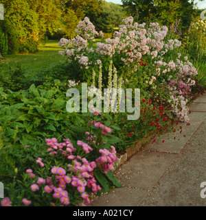 Rosa Erigeron und rosa Rosen mit Königskerzen wächst in Grenze neben Pfad in großen Land im Sommer Stockfoto