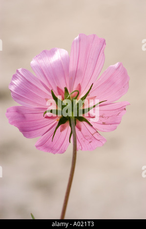 Nahansicht einer rosafarbenen Cosmos bipinnatus-Blüte mit zarten Blütenblättern und grünen Sepalen auf weichem Hintergrund. Stockfoto
