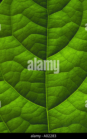 Grünes Blatt Stockfoto