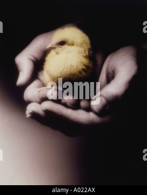 Mann-Betrieb-Küken in schalenförmige Hände, (close-up) Stockfoto