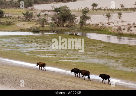 Kühe, die durch die Wüstensanddünen in hoher Höhe im Nubra Valley, Ladakh, Indien, in der Nähe von Diskit und Hunder Village spazieren. Stockfoto