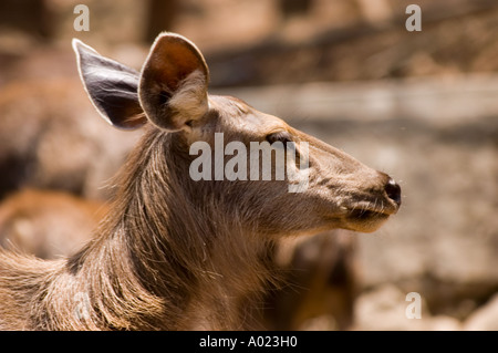 Nahaufnahme eines weiblichen Sambar (Cervus unicolor) in Indien mit detaillierten Kopf- und Nackenmerkmalen vor einem unscharfen natürlichen Hintergrund. Stockfoto