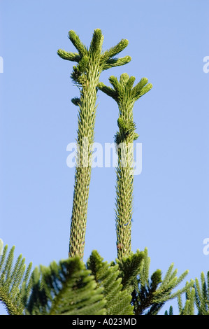Nahaufnahme der Spitze eines Araukaria-Baumes, der in der Himalaya-Region Indien Nepal wächst. Eine einzigartige immergrüne Pflanzenart vor einem klaren blauen Himmel. Stockfoto