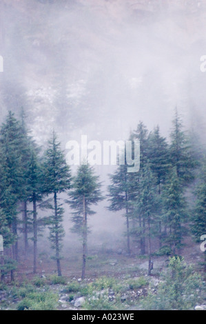 Nebelwald in der Nähe von Manali Himachal Pradesh Indien mit hohen Kiefern, die in dickem Nebel und niedrigen Wolken in den Himalaya-Bergen gehüllt sind. Stockfoto