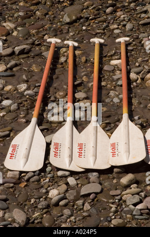 White Rafting in Indus und Zanskar Fluss Ladakh Jammu Kaschmir Indien. Vier Paddel an einem felsigen Uferufer. Stockfoto