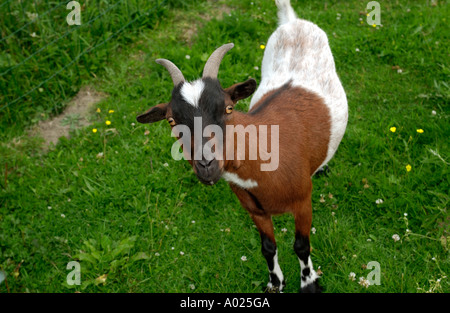 Ziege in einem Feld stehen. Stockfoto