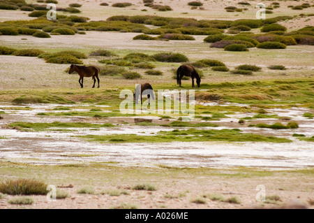 Nomaden-Pferde weiden auf Hochalmen im Rupshu-Gebirge, Ladakh, Jammu Kaschmir, Indien. Stockfoto