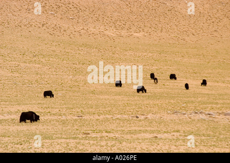 Herde von Yaks, die auf der Weide in großer Höhe im Gebiet von Rupshu, Ladakh, Jammu Kaschmir, Indien weiden. Karge Berglandschaft mit schwarzen Yaks. Stockfoto