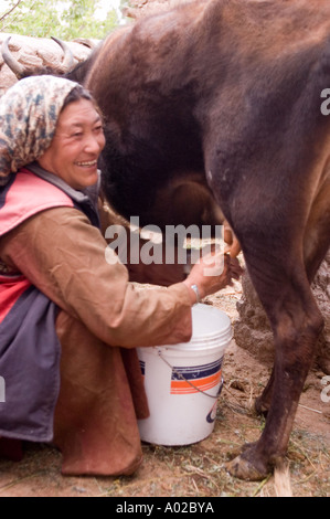 Kuh gemolken von lächelnden Ladakhi Frau Basgo Dorf Ladakh Indien Stockfoto
