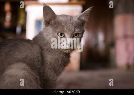Eine schöne graue Katze aus Ladakh Indien mit auffälligen grünen Augen und weichem Fell, aufgenommen in einem Nahporträt. Stockfoto