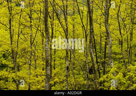 Buche Bäume Frühling Rheidol Tal in der Nähe von Aberystwyth Ceredigion West Wales UK Stockfoto