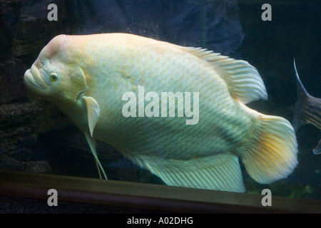 Riesiger Gourami in einem aquarium Stockfoto