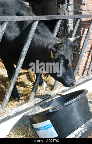 Viehfütterung aus einem Eimer auf einer Farm in Großbritannien. Stockfoto