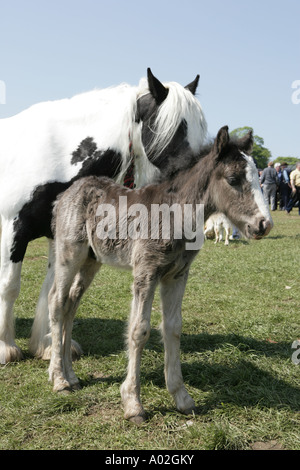 Die Pferdemesse die zweimal jährlich in den Cotswolds Stadt Stow gehalten wird, auf die würde Stockfoto