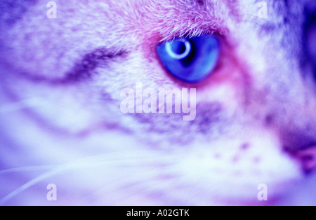 Seitenansicht einer Hauskatze protrait hautnah Stockfoto