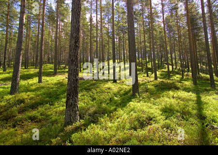 Wald in der Nähe von Torsby in Värmland Grafschaft Schweden Stockfoto