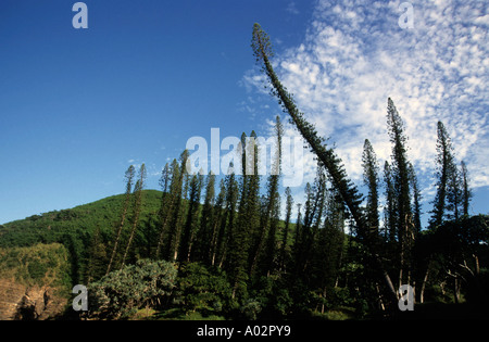 Araucaria-Pinien Stockfoto