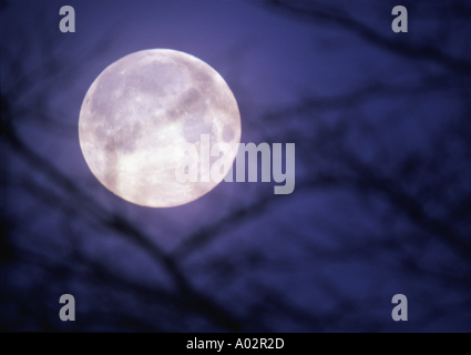 Vollmond durch schauriger Baum Gliedmaßen gesehen Stockfoto