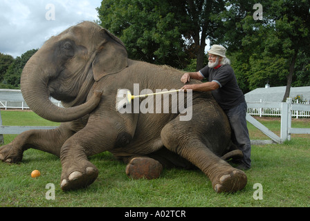 Tiertrainer reinigt seinen Elefanten auf einer Kirmes in Durham Connecticut USA Stockfoto