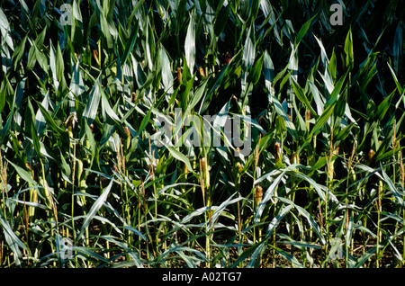 Frankreich-Fluss Lot-Tal Gamot Hamlet Maisfeld Stockfoto