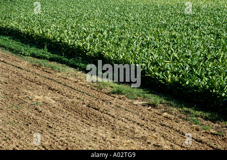 Frankreich-Fluss Lot-Tal in der Nähe von Cahors Tabakfeld von oben Stockfoto