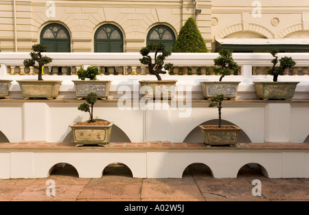 Bonsaisbäume im Grand Palace Wat Phra Kaeo, Bangkok Thailand. Stockfoto