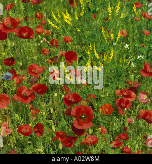 Wildblumenwiese mit Mohn, Kornblumen und Margeriten Stockfoto