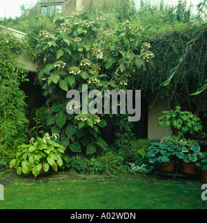 Schattigen Ecke mit großen Hortensie underplanted mit hostas Stockfoto