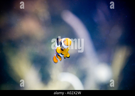 Clownfische in London Aquarium Amphiprion ocellaris Stockfoto