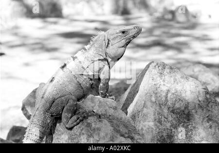 Porträt von einem Leguan Stockfoto