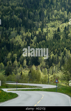 Landstraße, die durch ein Waldgebiet von Norwegen führt. Stockfoto