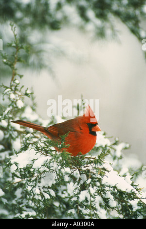 Urlaubszeit: Eine helle rote Männchen Northern cardinal, Cardinalis cardinalis, hocken auf dem Zweig eines schneebedeckten Zeder, Midwest USA Stockfoto