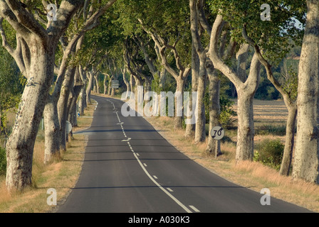 Landstraße (D4) gesäumt von Platanen in der Nähe von Bram, Aude, Languedoc-Roussillon, Frankreich Französisch Stockfoto