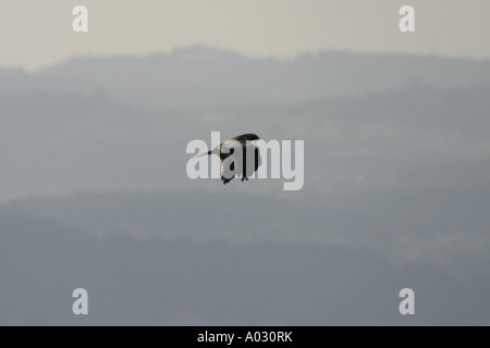 Zwergadler Hieraaetus Pennatus, blasse Phase an der Costa Blanca. Spanien Stockfoto