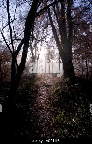 Bäume im Nebel in alten Wäldern im Epping Forest Essex mit nebeligem, nebeligem Wetter Stockfoto