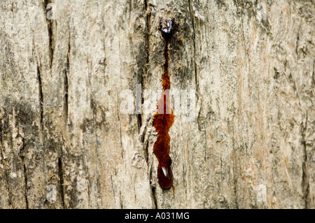 SAP Blutungen aus einem Baum in den Florida Everglades, USA Stockfoto