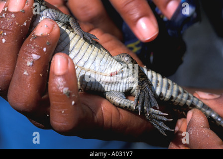 Dominikanische Republik Lago Lake Reiseführer zeigt Unterseite des vier Tage altes Baby Krokodil Füße Stockfoto