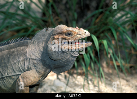 Nashörner Nashorn Leguan Karibik Dominikanische Republik Lago Enriquillo Natur Tierwelt Echse Reptil Mund öffnen Stockfoto