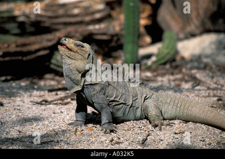 Ricords Leguan Dominikanische Republik Lago Enriquillo Insel Isla Cabritos Nationalpark Artenschutz rock iguana Stockfoto