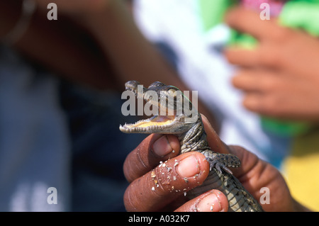 Dominikanische Republik Lago Enriquillo Leitfaden zeigt die Mündung des vier Tage alten Salzwasser-Krokodil Stockfoto